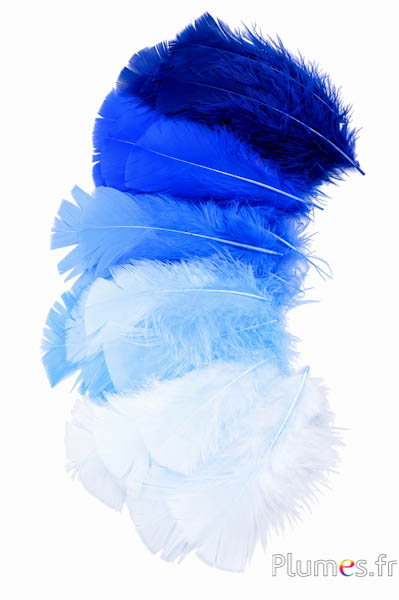 Kalkoen - 6-8 cm - blauwtinten